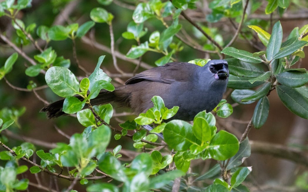 Kōkako looking chuffed in a tree
