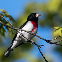 Birding in Vermont