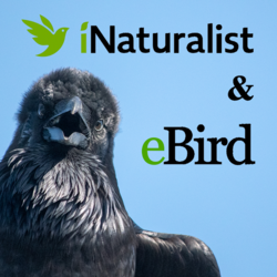 iNaturalist & eBird logo
