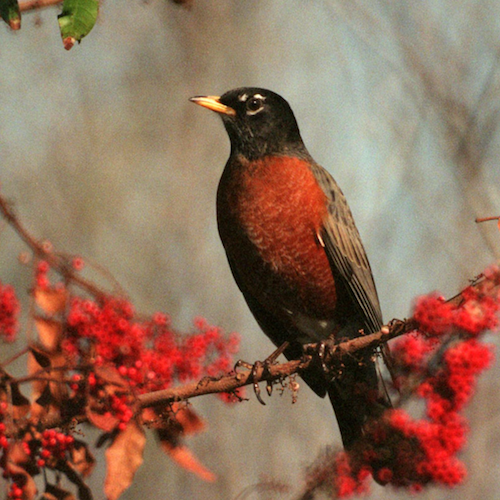 First Robin of Spring logo